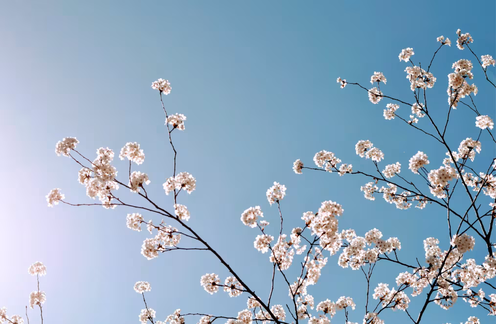 桜の木